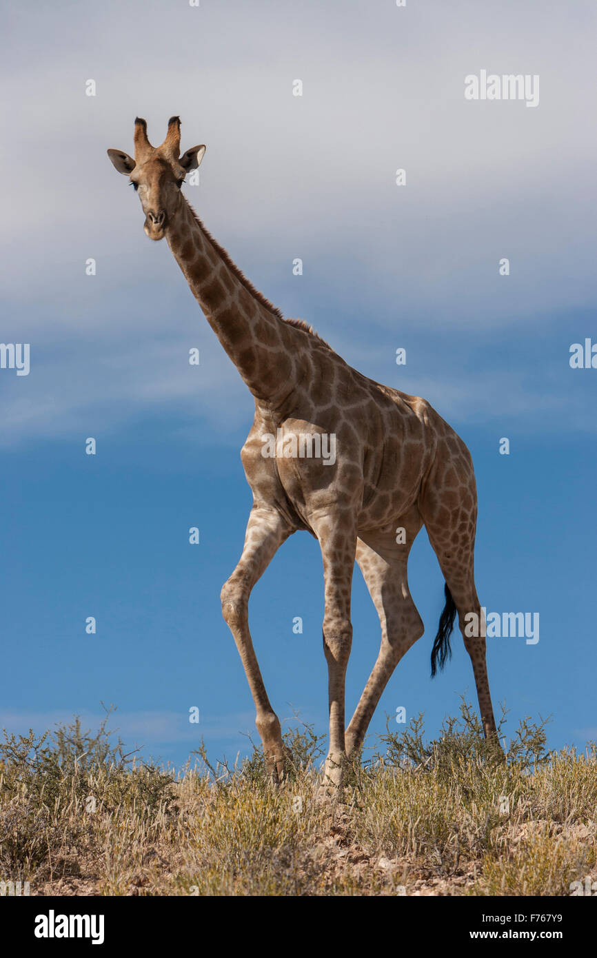 Low angle d'une girafe bull à la recherche vers le bas dans le parc transfrontalier de Kgalagadi Banque D'Images