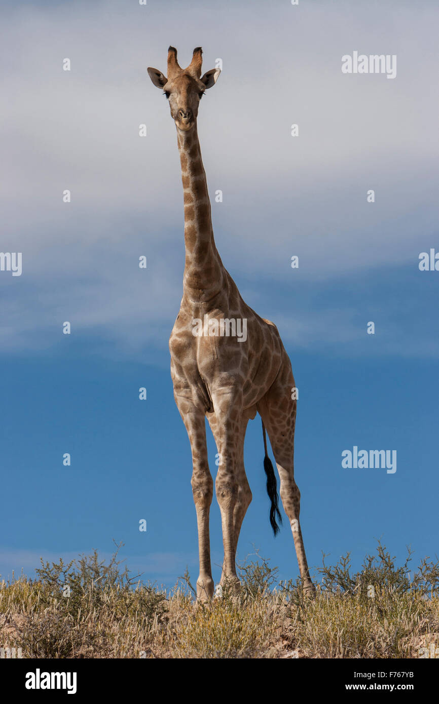 Low angle d'une girafe bull à la recherche vers le bas dans le parc transfrontalier de Kgalagadi Banque D'Images