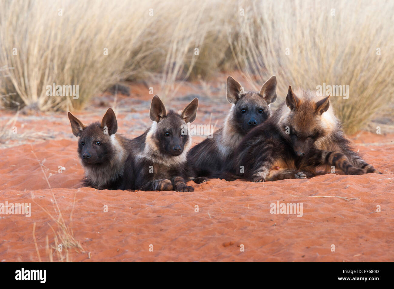 Hyène brune d'oursons à leur tanière dans le parc transfrontalier de Kgalagadi Banque D'Images