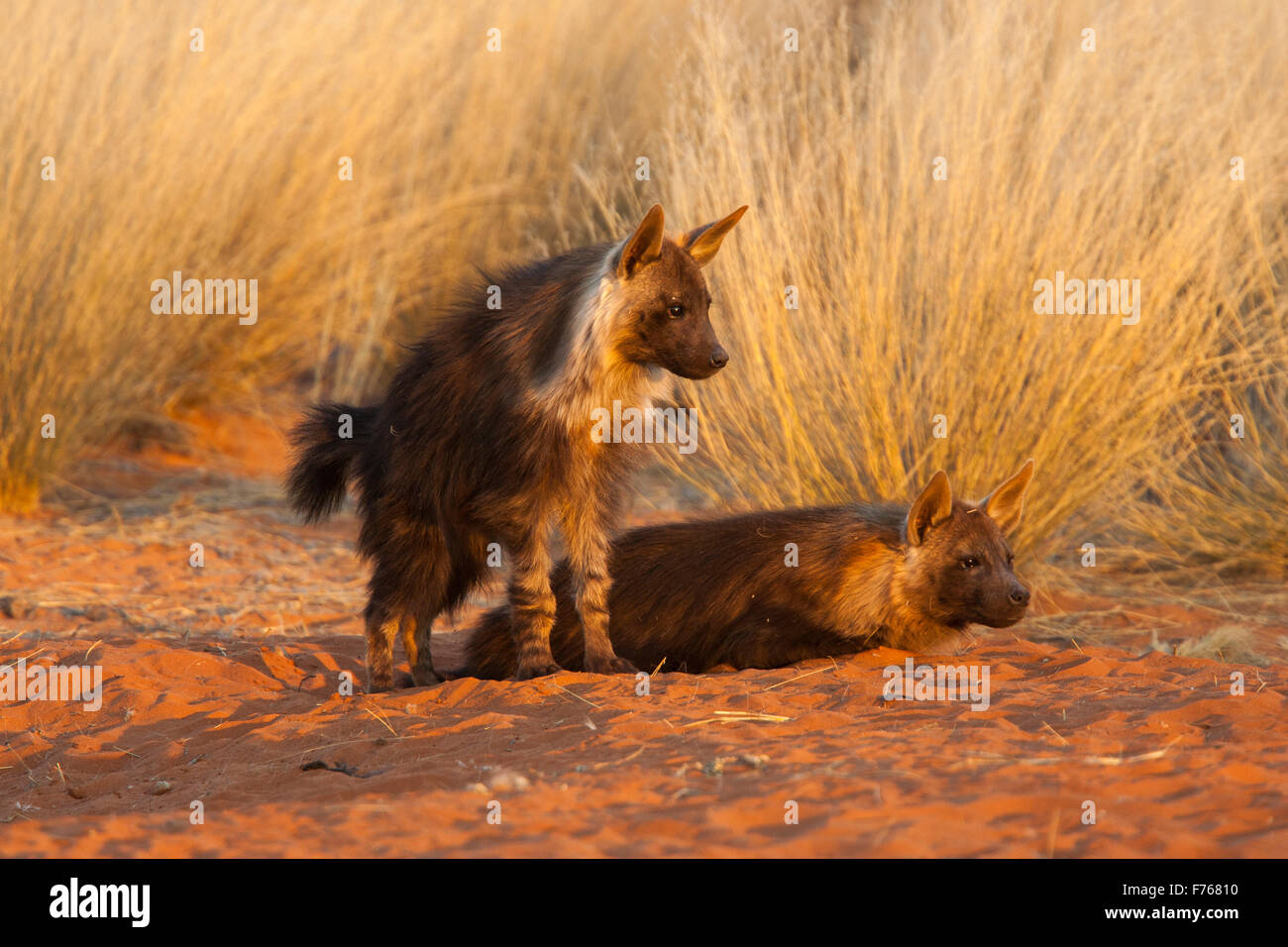 Hyène brune d'oursons à leur tanière dans le parc transfrontalier de Kgalagadi Banque D'Images