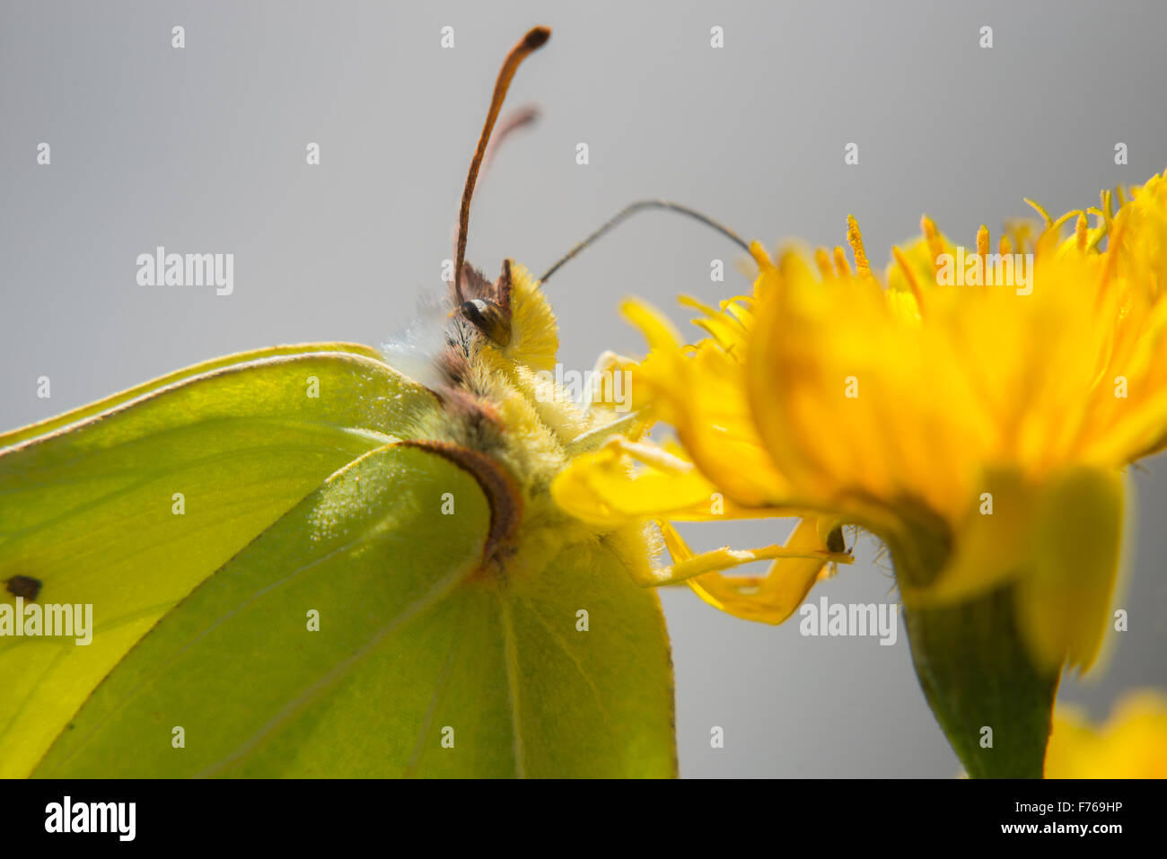 Papillon sur fleur jaune recueille nectar Banque D'Images