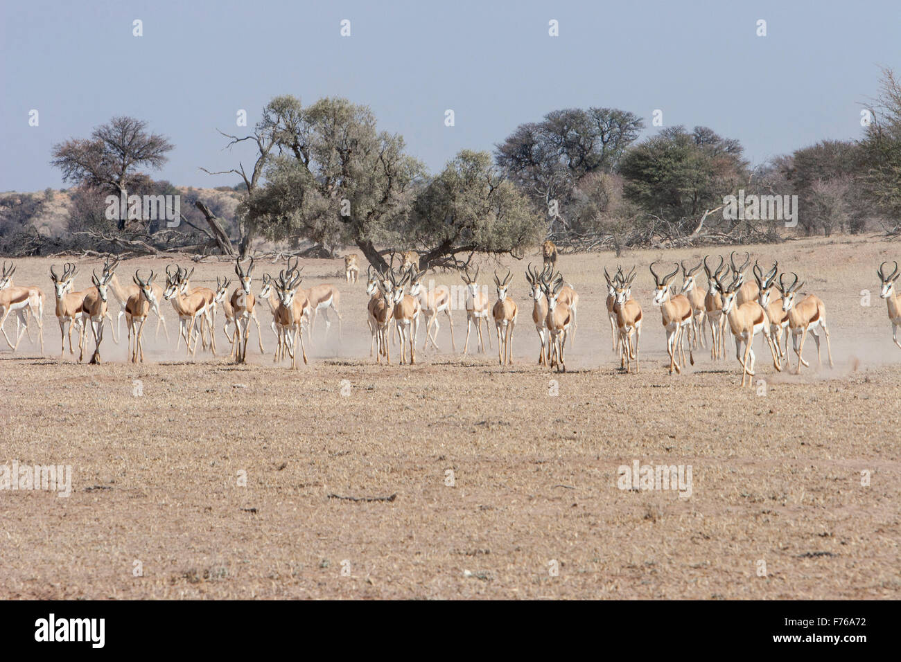 Grand troupeau de springbok courir loin de lions qui sont visibles dans l'arrière-plan dans le parc transfrontalier de Kgalagadi Banque D'Images