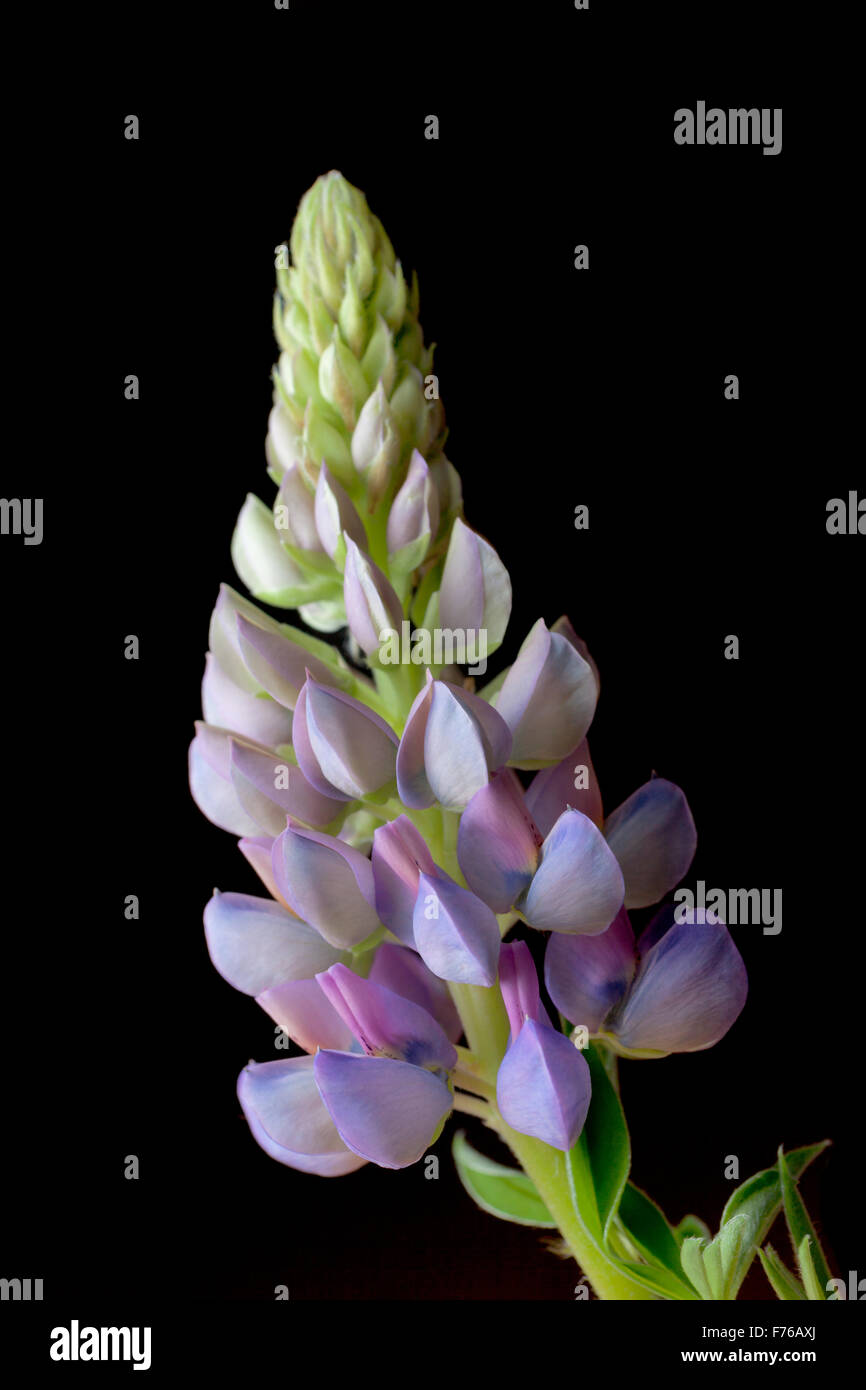 Lupin nain en bleu Banque D'Images