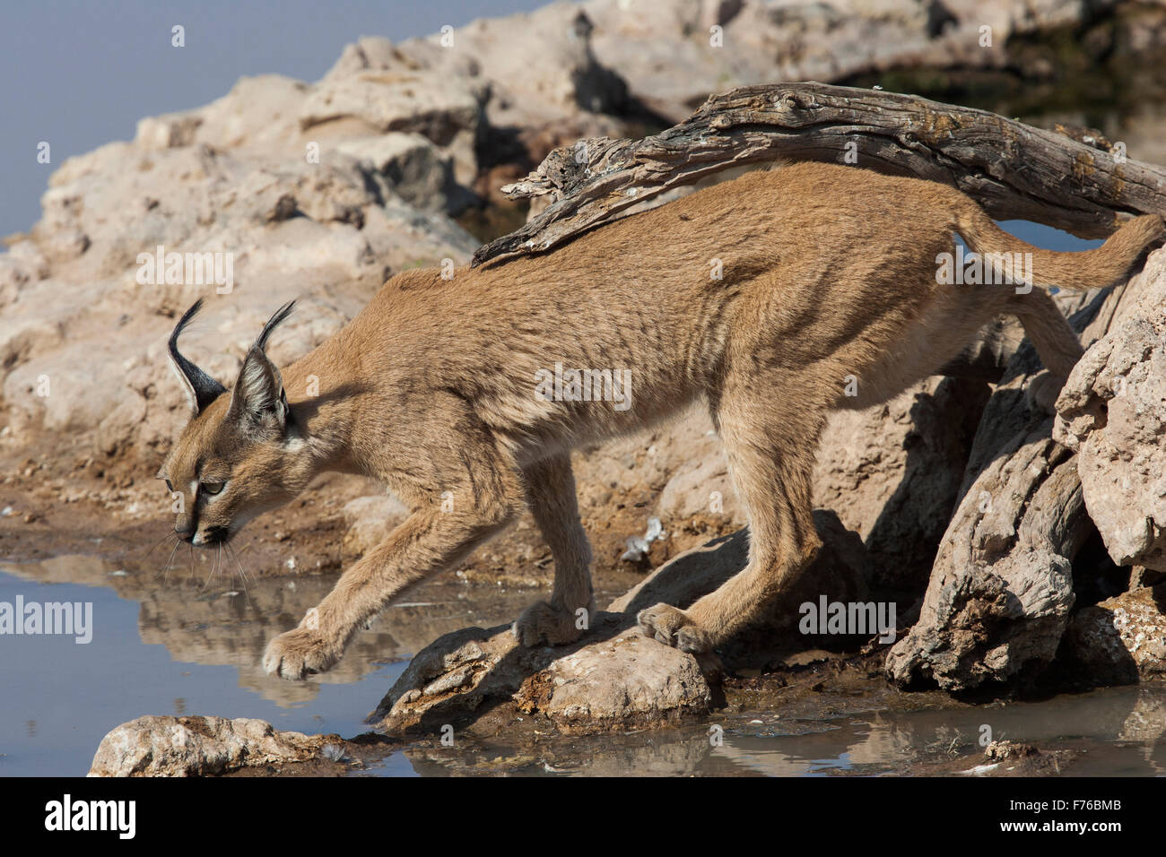 Caracal sur le point de boire de l'eau à un point d'eau dans le parc transfrontalier de Kgalagadi Banque D'Images