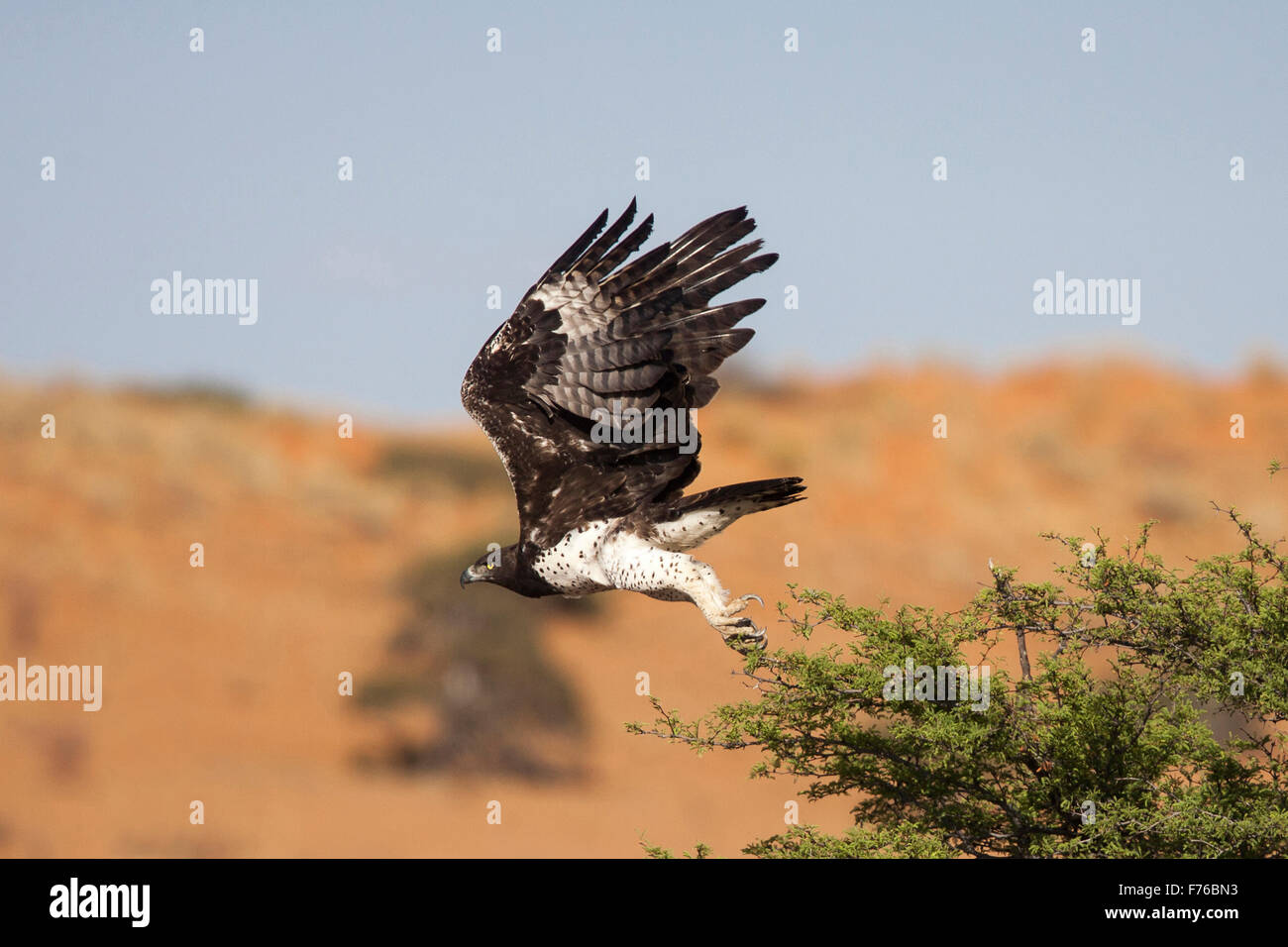 Aigle Martial décollant d'un arbre dans le parc transfrontalier de Kgalagadi Banque D'Images