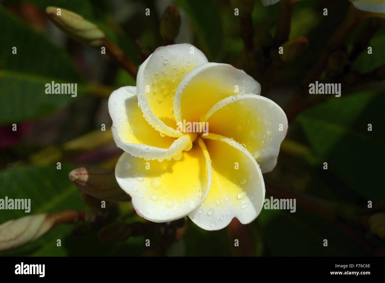 Plumeria rubra fleur, nosegay, frangipani, champa fleur, trivandrum, kerala, inde, asie Banque D'Images