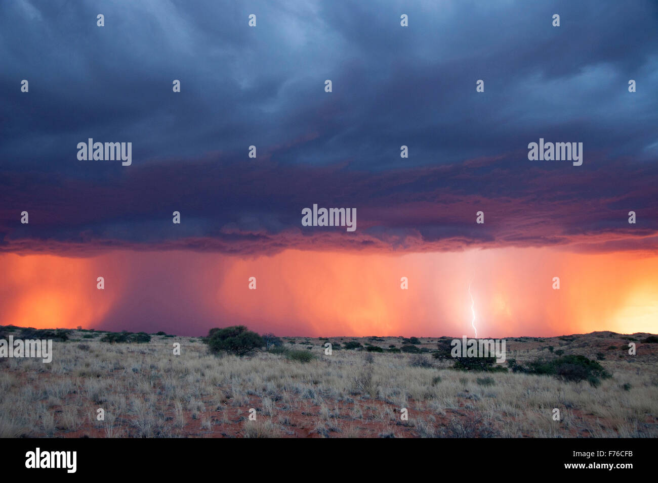 Coucher de soleil spectaculaire avec de la pluie dans la distance dans le parc transfrontalier de Kgalagadi Banque D'Images