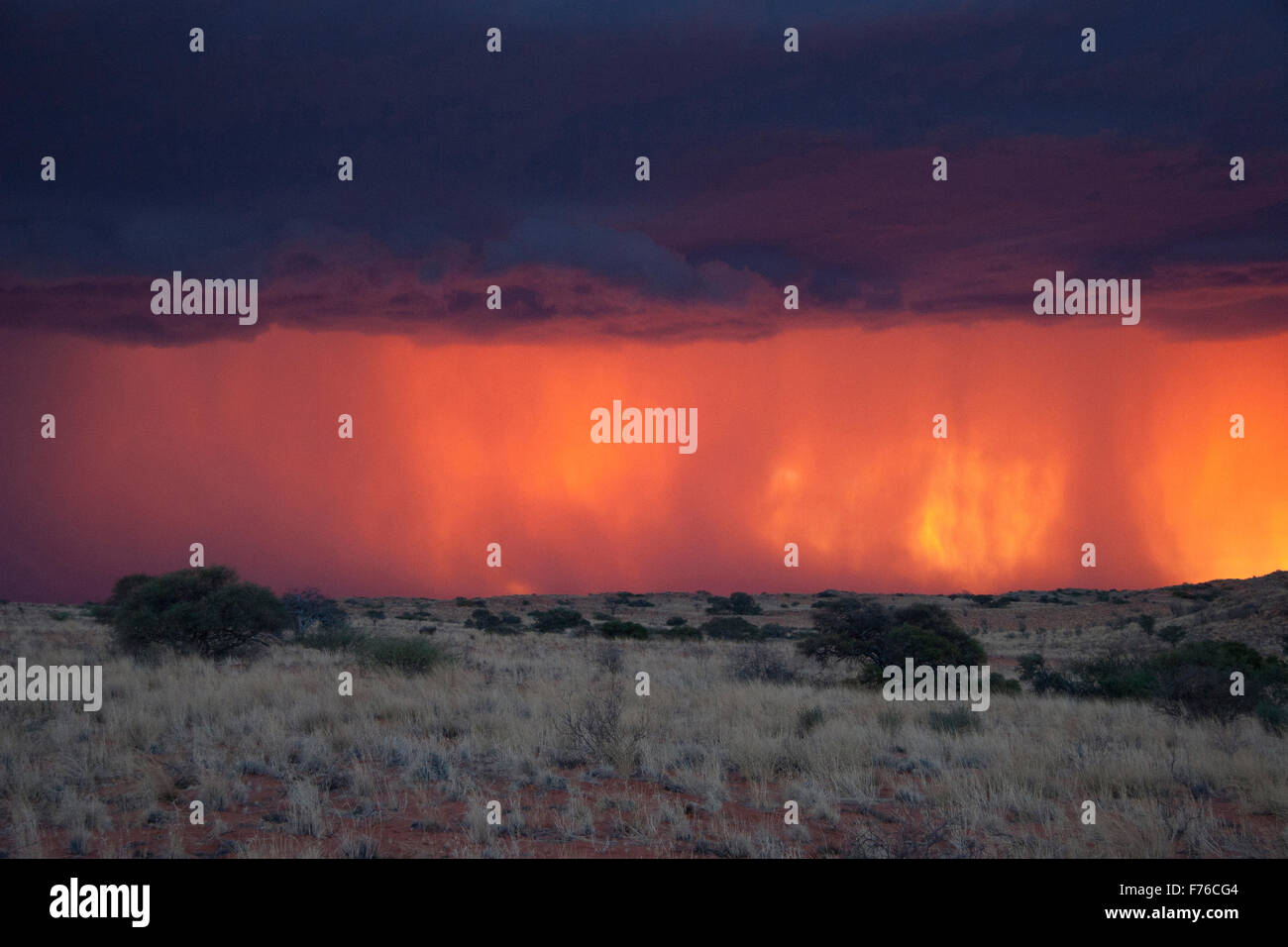 Coucher de soleil spectaculaire avec de la pluie dans la distance dans le parc transfrontalier de Kgalagadi Banque D'Images