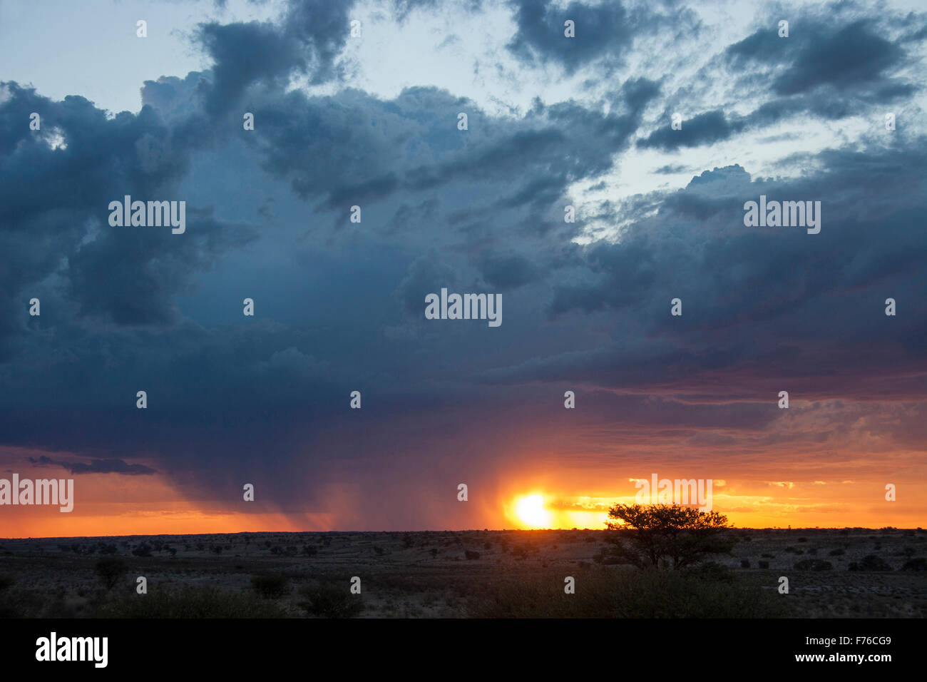 Coucher de soleil spectaculaire avec de la pluie dans la distance dans le parc transfrontalier de Kgalagadi Banque D'Images