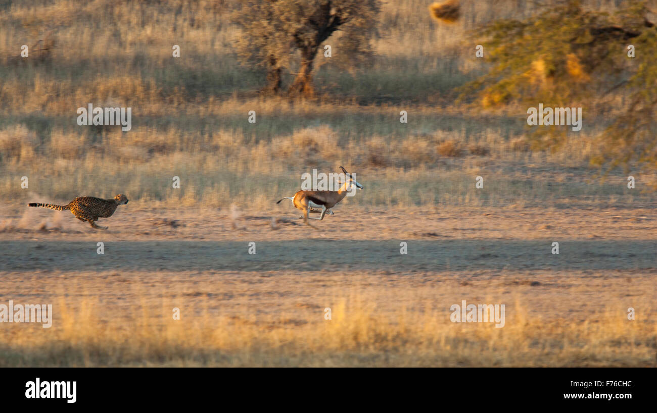 Le guépard courir après un springbok dans le parc transfrontalier de Kgalagadi Banque D'Images