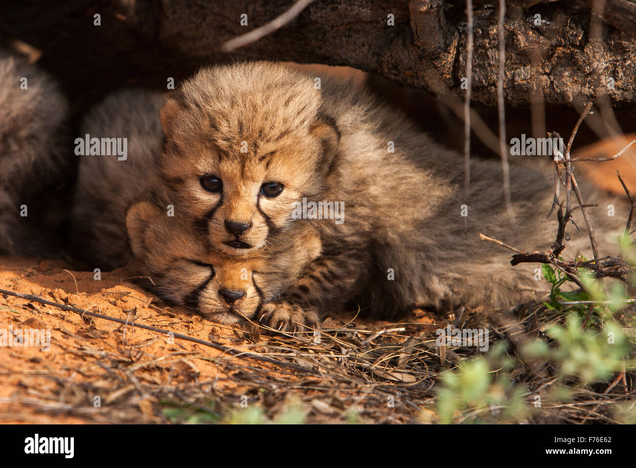 Cheetah cub située au-dessus de son frère dans une succursale dans le parc transfrontalier de Kgalagadi Banque D'Images
