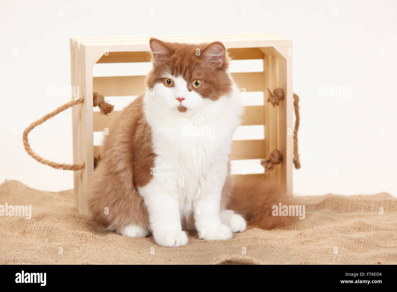 British Longhair Cat, tomcat, cannelle-blanc, 5 mois|Britisch Langhaar, Kater, cannelle-blanc, la cannelle-Weiss, 5 Monate Banque D'Images