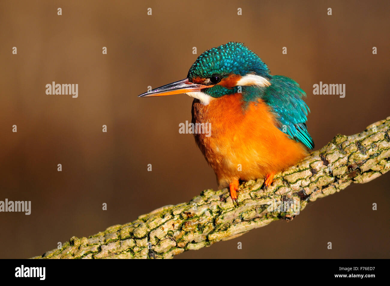 Kingfisher Banque D'Images