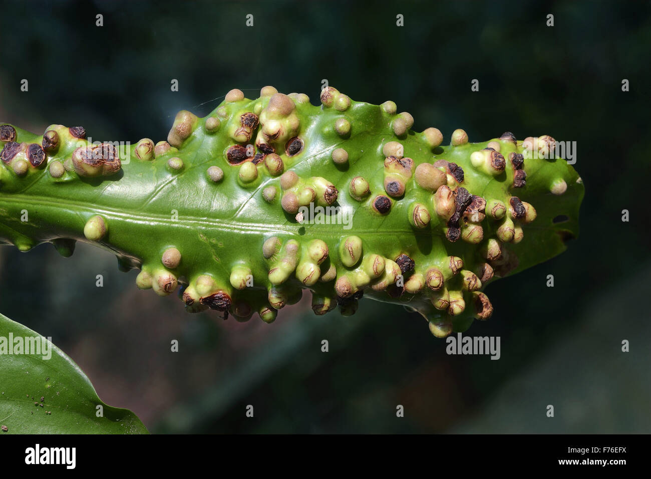 Blister de feuilles, boucle de feuilles, trivandrum, kerala, inde, asie Banque D'Images