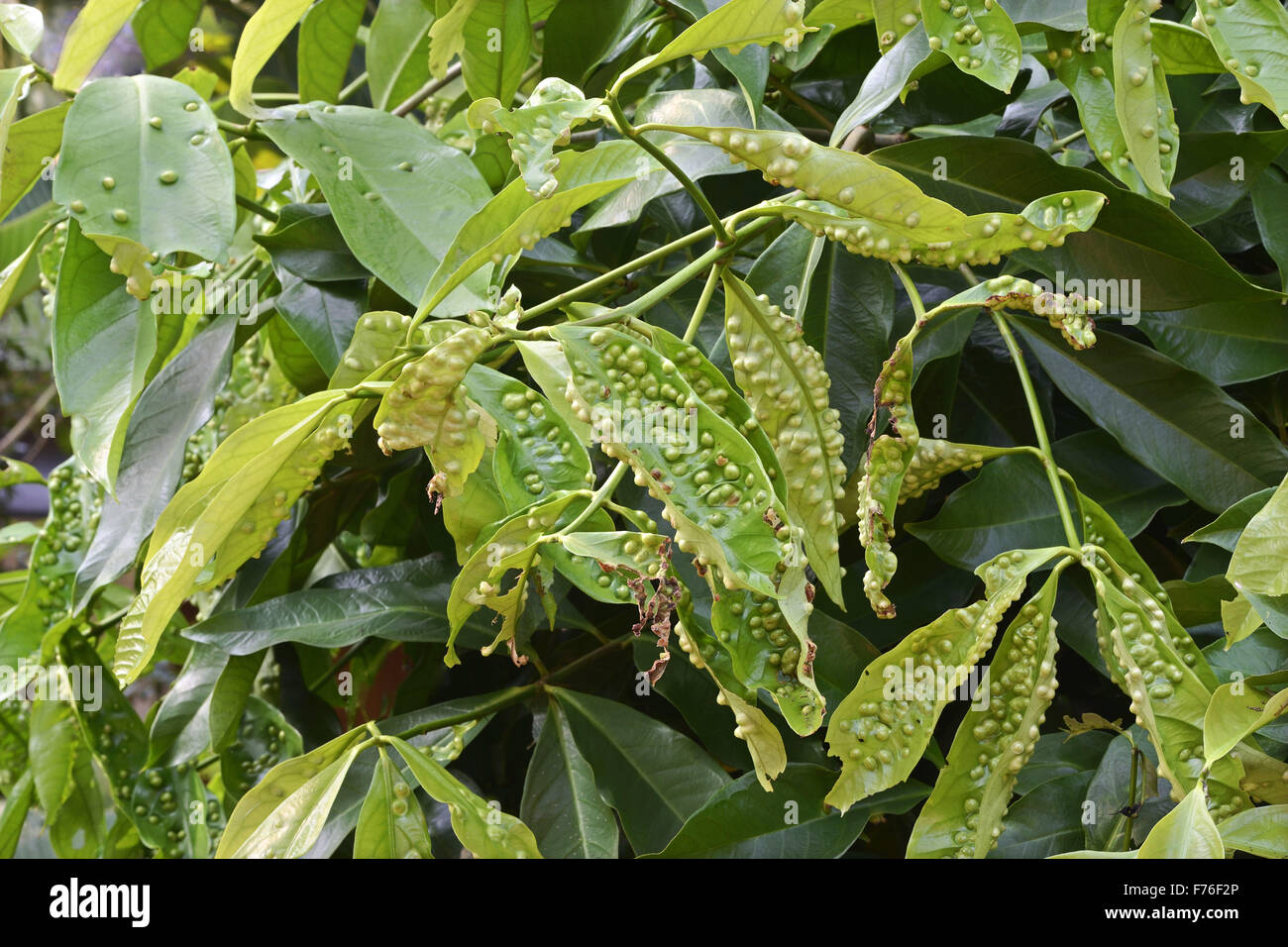 Blister de feuilles, boucle de feuilles, trivandrum, kerala, inde, asie Banque D'Images