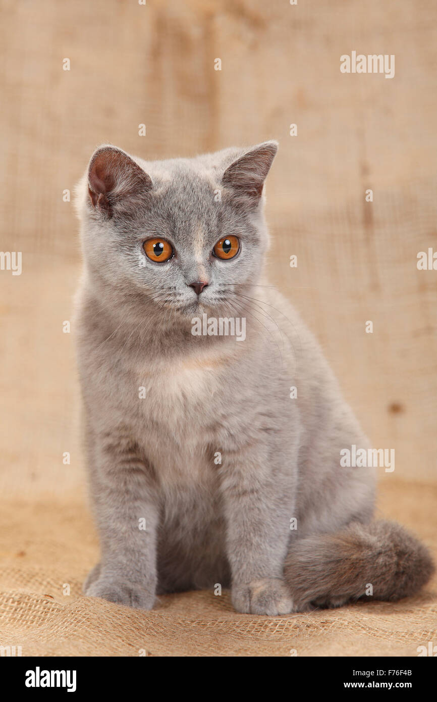 Chat British Shorthair, bleu-noir, 4 mois|Britisch Kurzhaar, bleu-noir, 4 Monate Banque D'Images