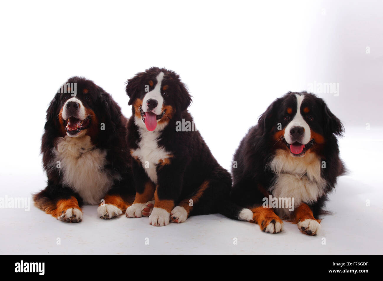Bernois, les mâles avec puppy, 3 mois|Berner Sennenhund, Rueden mit Welpe, 3 Monate Banque D'Images