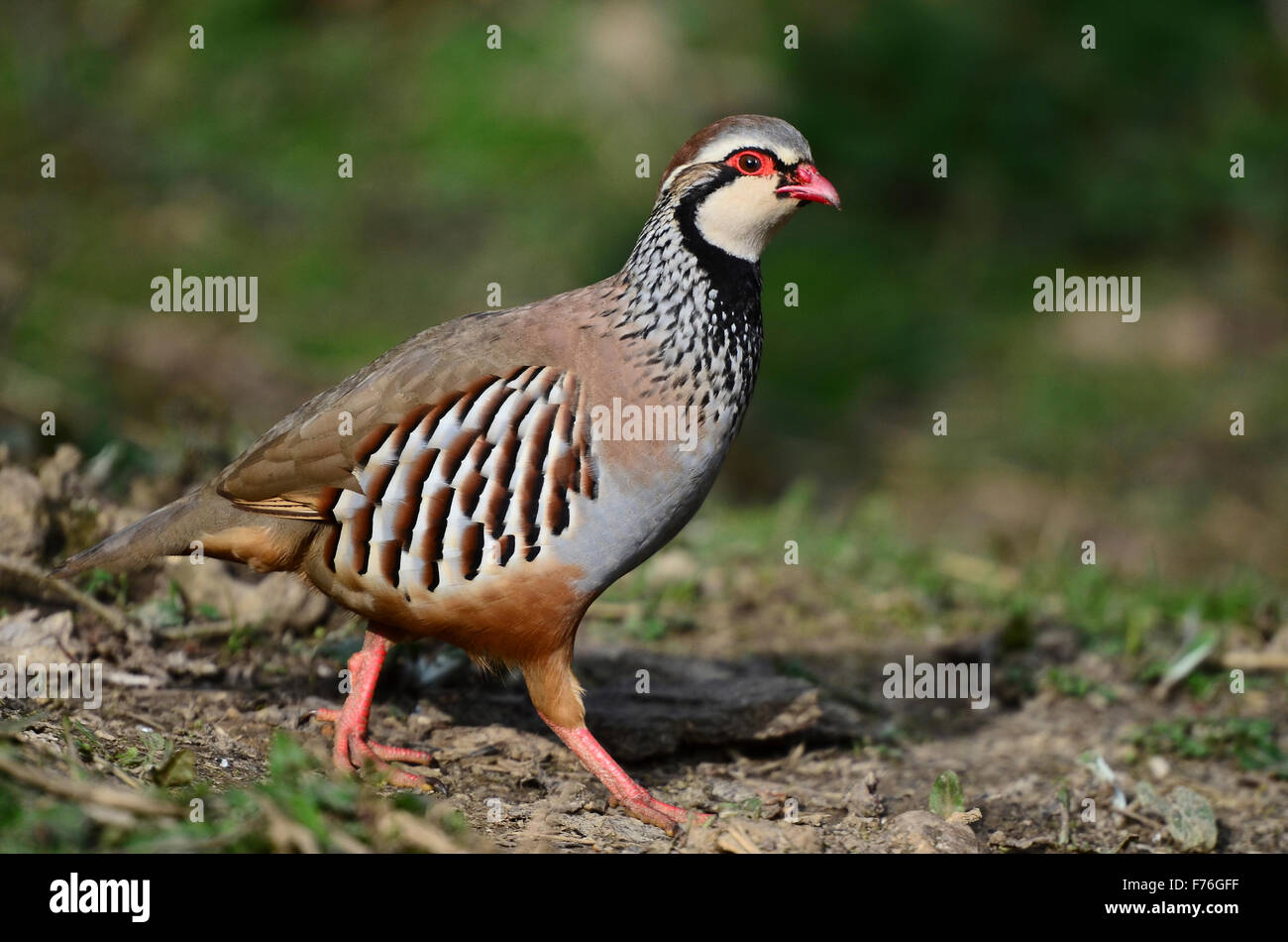 Red-legged partridge Banque D'Images