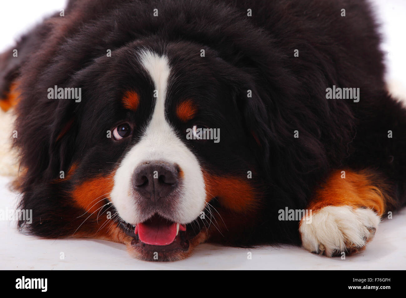 Bouvier Bernois, Berner Sennenhund, hommes|Ruede Banque D'Images