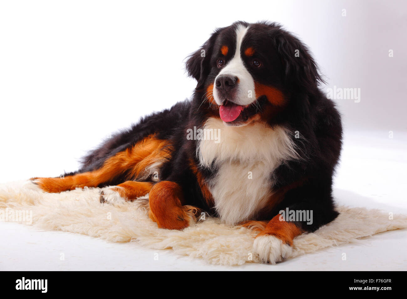 Bouvier Bernois, Berner Sennenhund, hommes|Ruede Banque D'Images
