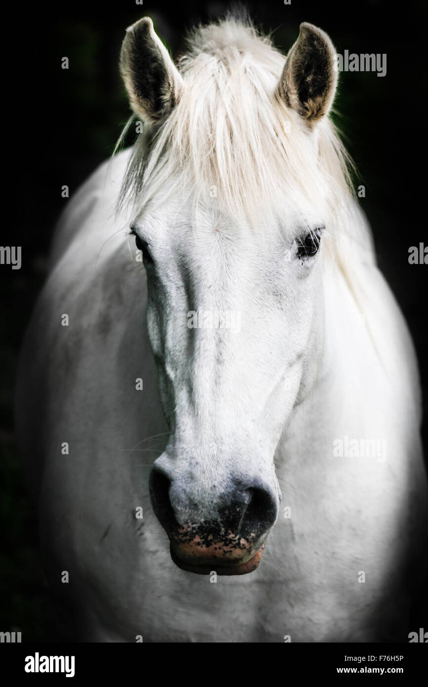 Cheval blanc. Banque D'Images