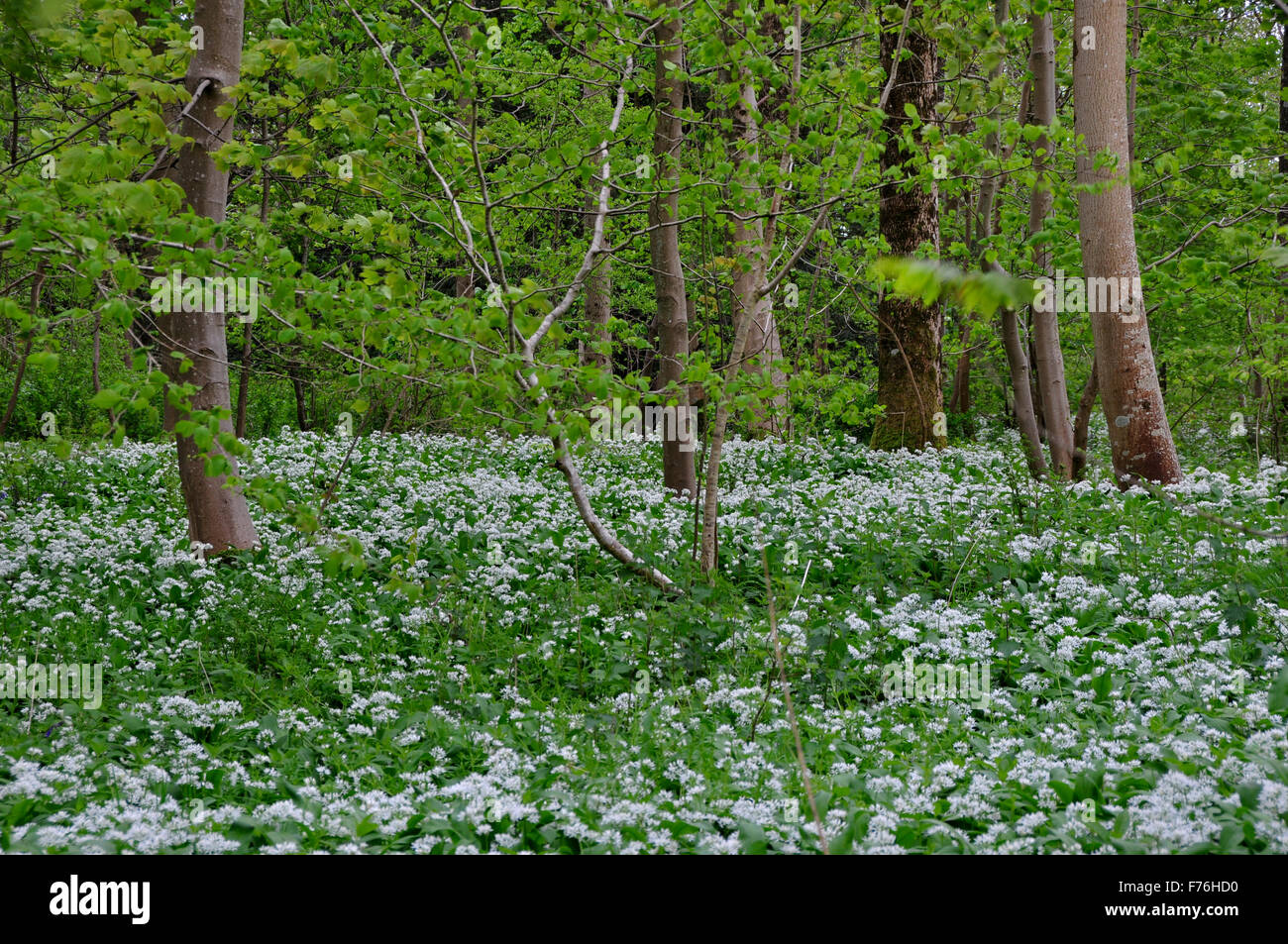 Ramsons ou ail sauvage dans les bois au printemps Banque D'Images