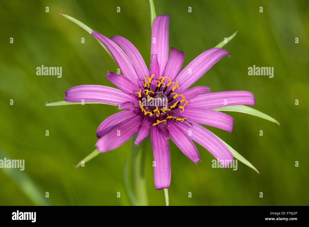 Salsifis, pourpre, barbe, Haferwurzel Haferwurz Habermark Purpur-Bocksbart,,, Tragopogon porrifolius Tragopogon porrifolium, Banque D'Images