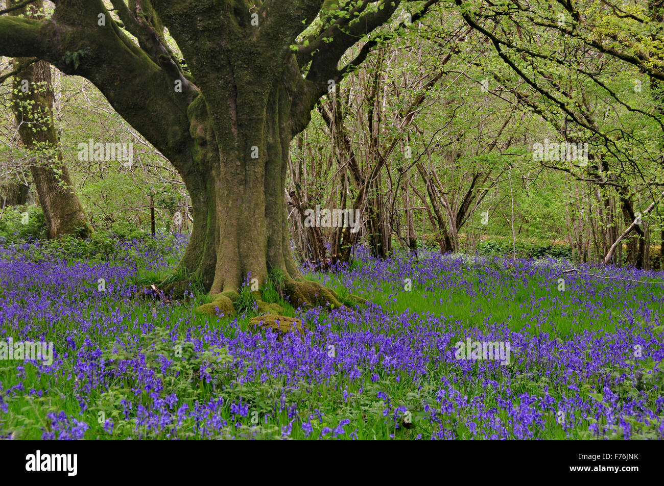 Bluebell wood au printemps. Bois Delcombe, Dorset Banque D'Images