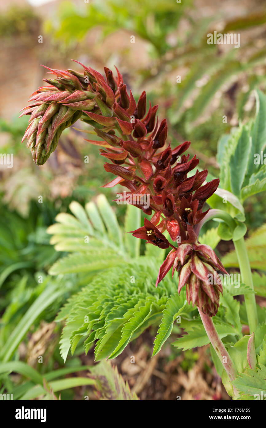 Le miel de fleurs ou miel Bush Melianthus major Banque D'Images Le miel de fleurs ou miel Bush Melianthus major Banque D'Images