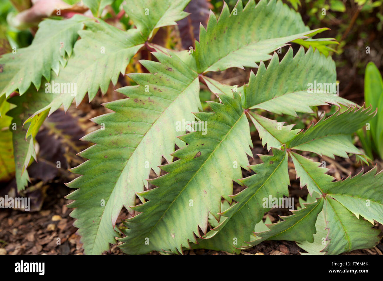 Le miel de fleurs ou miel Bush Melianthus major quitte Banque D'Images Le miel de fleurs ou miel Bush Melianthus major quitte Banque D'Images