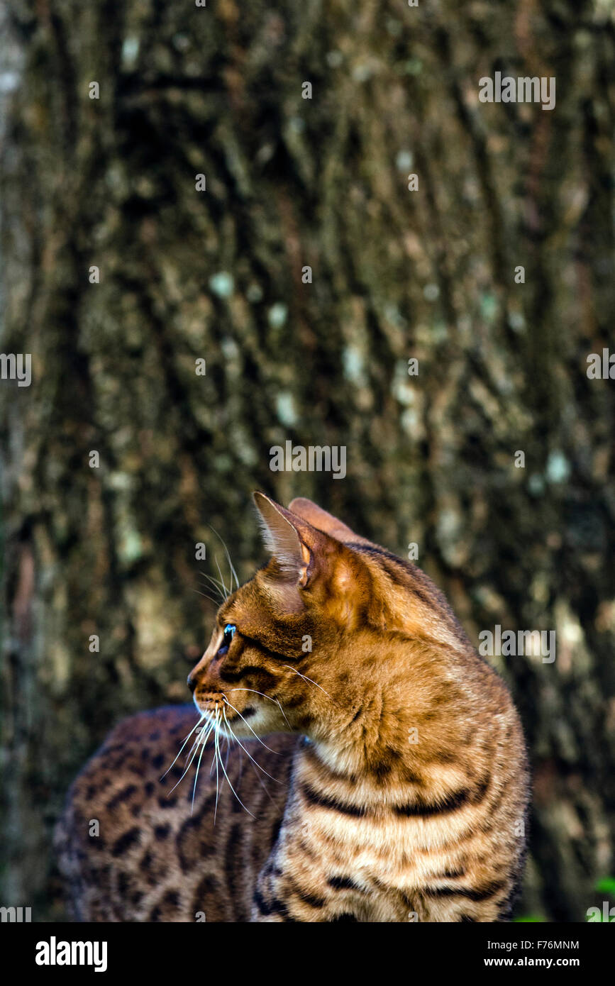 Bengal chat debout devant un arbre Banque D'Images