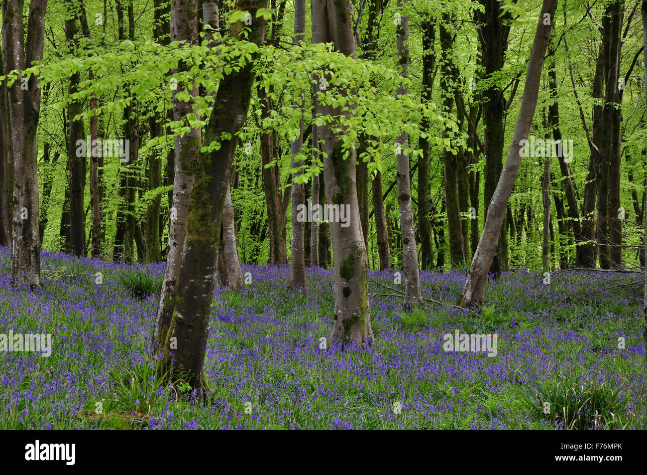Bluebell wood au printemps Banque D'Images