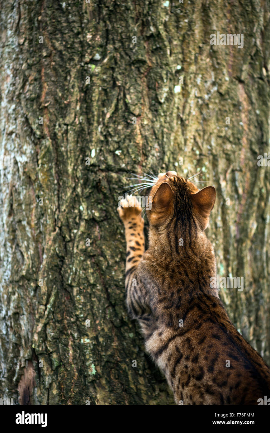 Bengal chat courir après un oiseau dans un arbre Banque D'Images