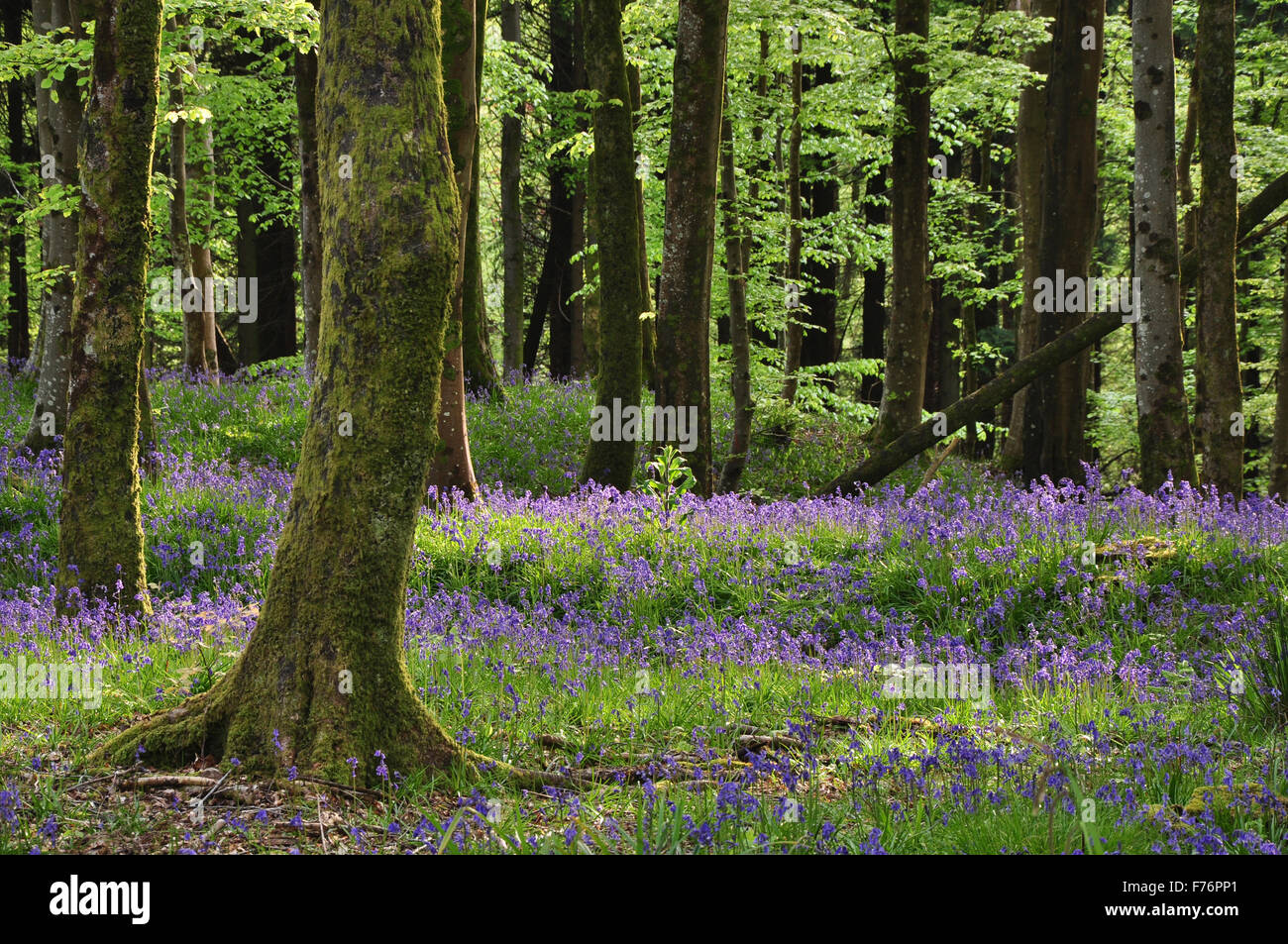 Bluebell wood au printemps Banque D'Images