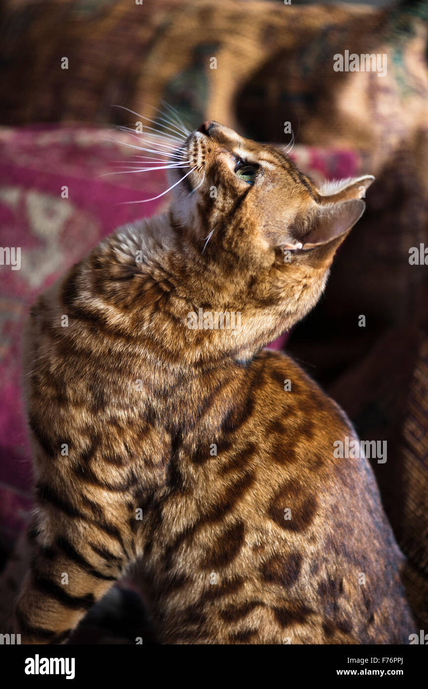 Profil d'un chat Bengal Banque D'Images