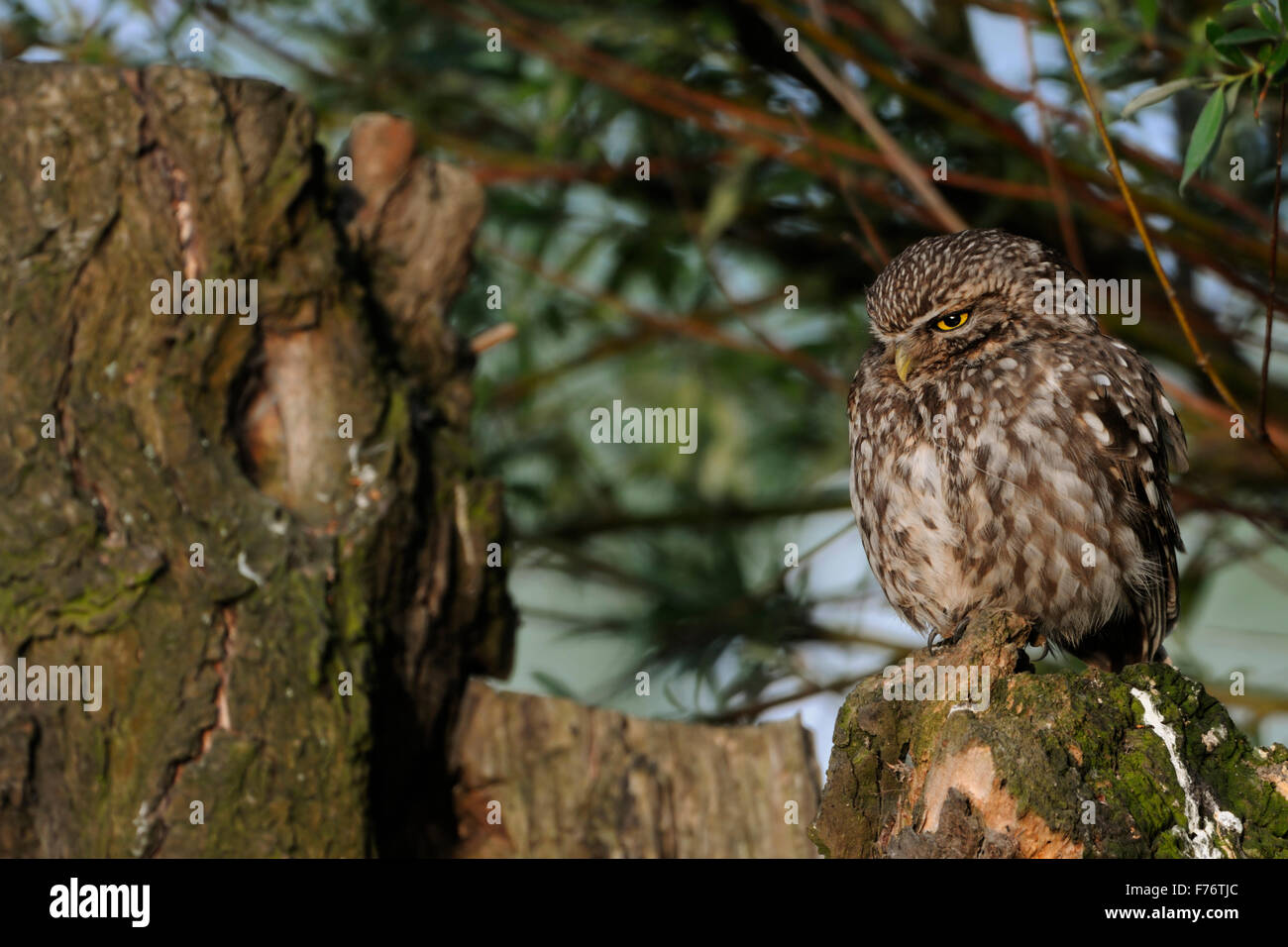 Petit hibou / Chouette Minervas / Steinkauz ( Athene noctua ) perché sur son lieu de repos préféré sur un vieux pollard arbre. Banque D'Images