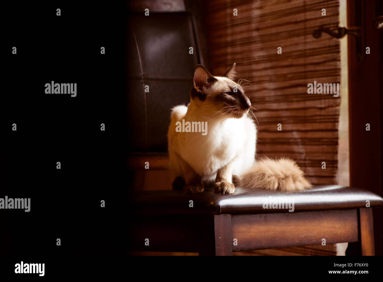 Balinaises chat tranquillement assis sur un tabouret près de la fenêtre Banque D'Images