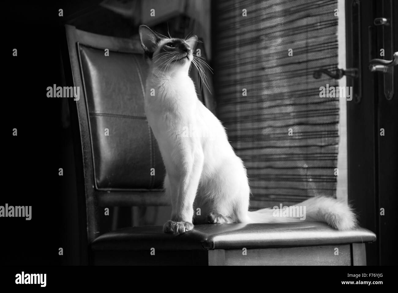 Balinaises chat tranquillement assis sur un tabouret près de la fenêtre Banque D'Images