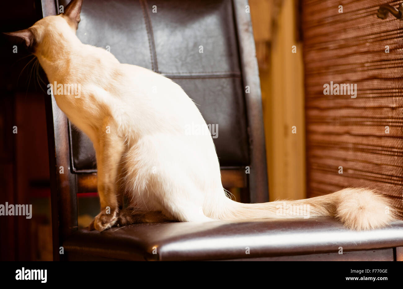 Balinaises chat tranquillement assis sur une chaise par la fenêtre Banque D'Images
