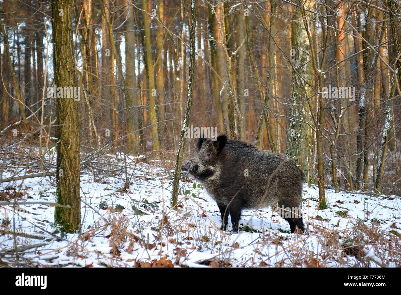 Le sanglier (Sus scrofa) sow debout dans la neige Banque D'Images