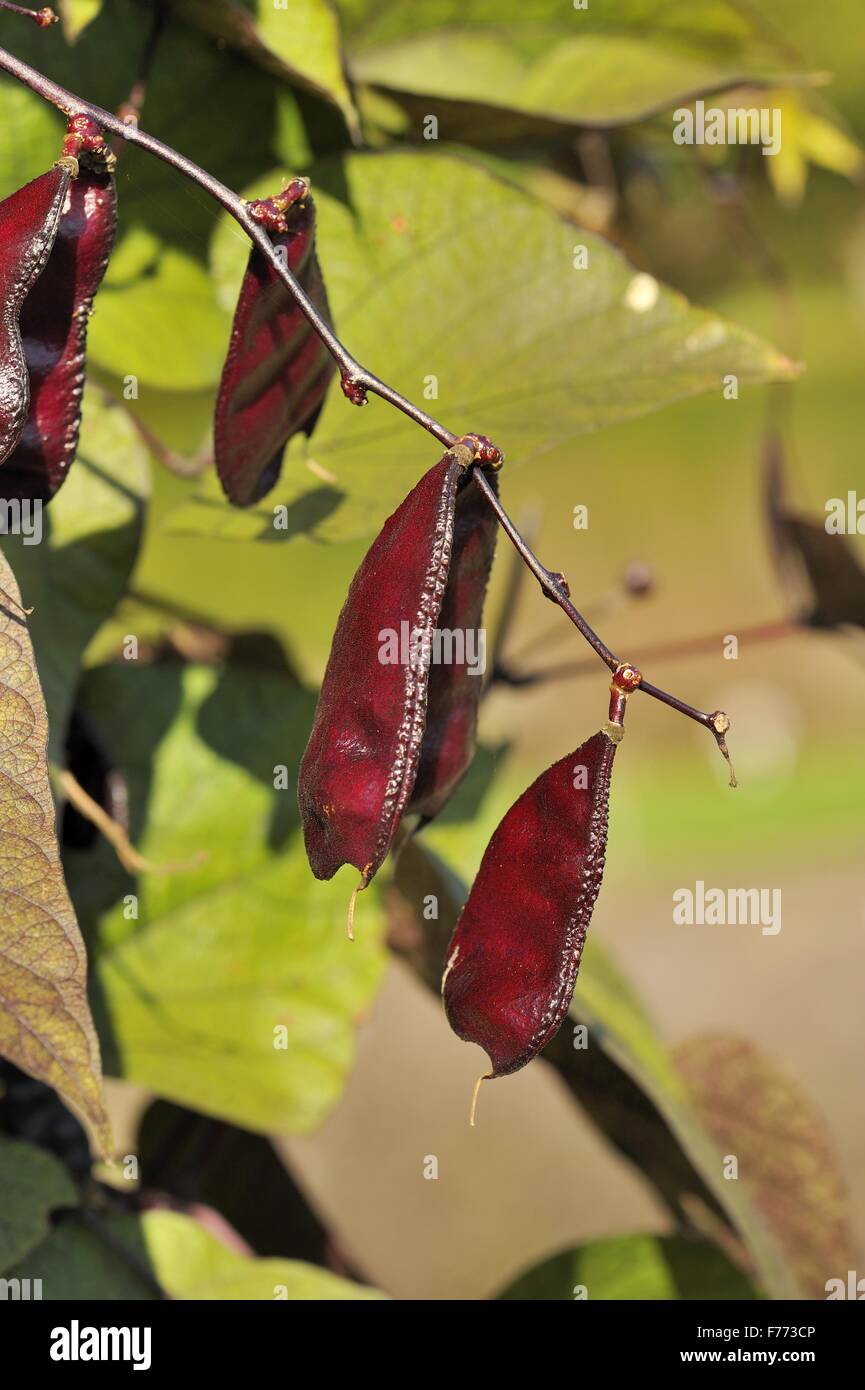 Le dolique - Bean Bean Hyancinth égyptien - haricots - pois - Bonavist (Lablab purpureus subsp purpureus - Dolichos lablab) fruits Banque D'Images