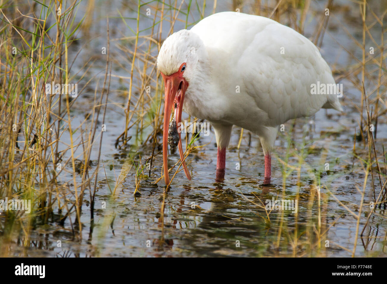 Un Ibis blanc de crachats un mauvais lot de boue. Banque D'Images
