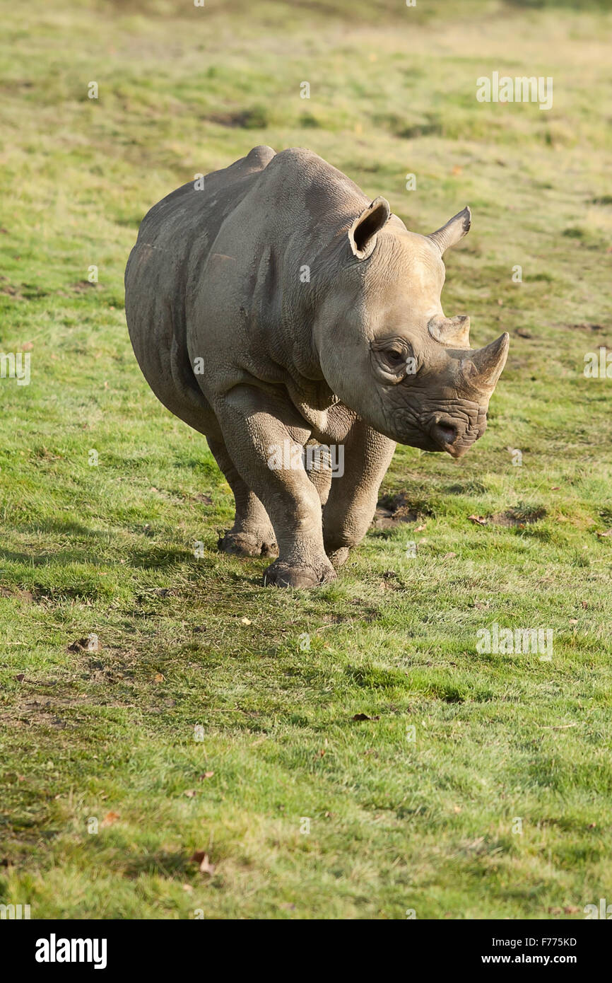 Photo d'un rhinocéros noir marcher au soleil. Banque D'Images