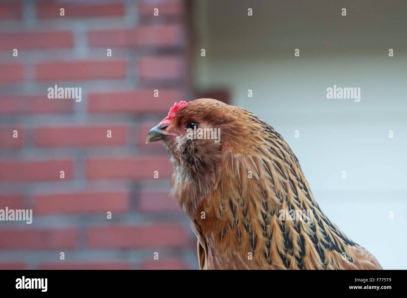 Chicken portrait photographié à Shelton, WA, Mason Comté, USA. Banque D'Images