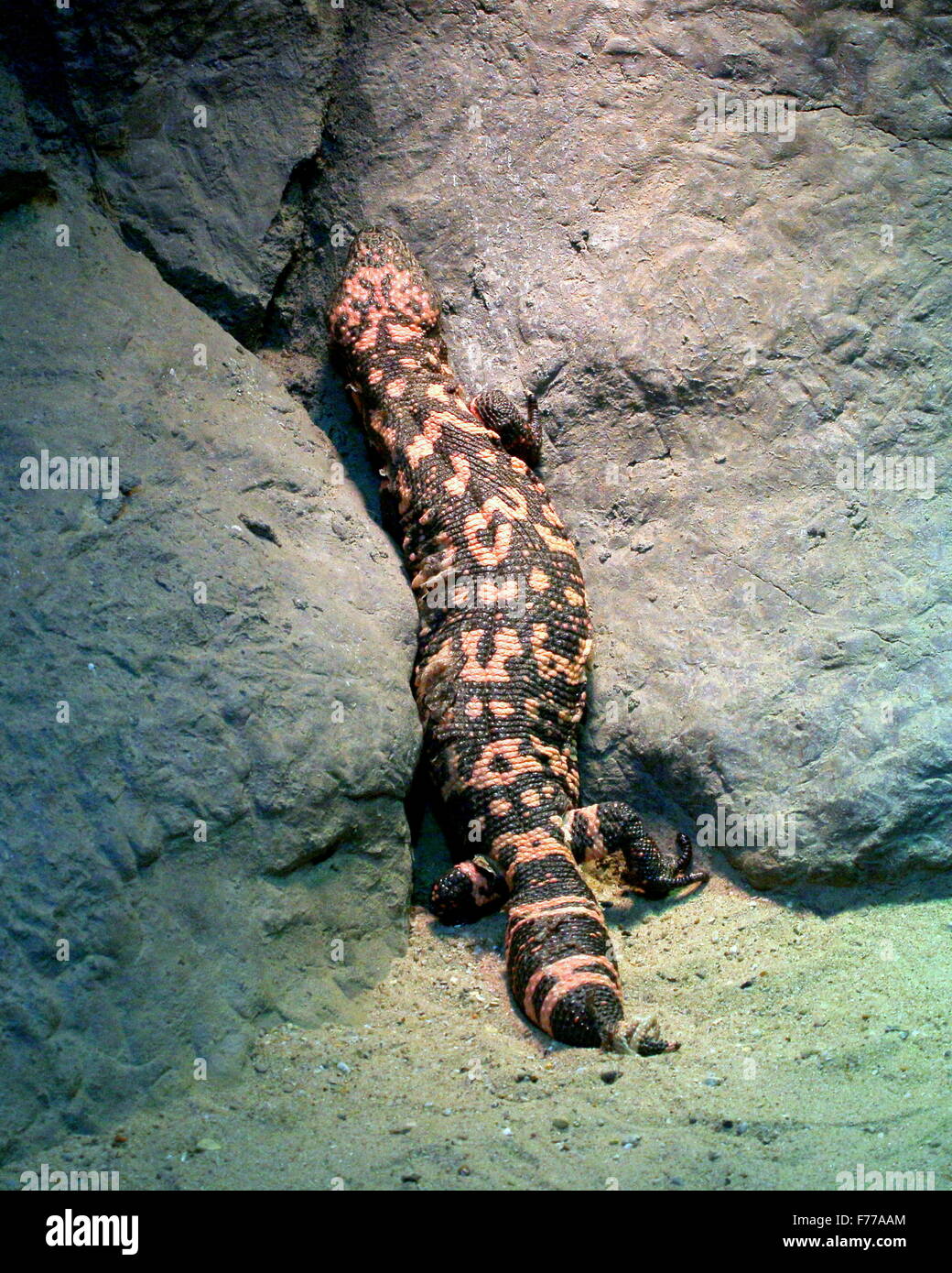 Monstre de Gila (Heloderma suspectum), un lézard venimeux originaire du sud-ouest des États-Unis et du Nord du Mexique (Sonora) Banque D'Images