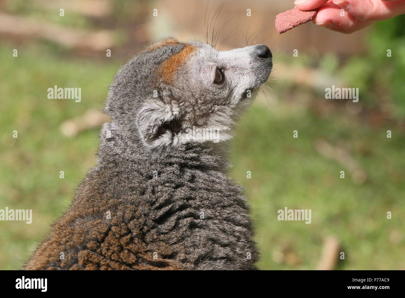 Femme Malgache lémurien couronné Eulemur coronatus) (être nourri d'un snack par un gardien de zoo Banque D'Images