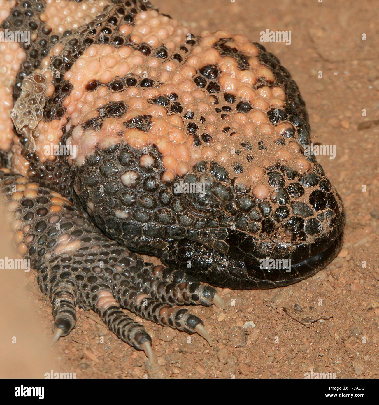 Tête d'un monstre de Gila (Heloderma suspectum), un lézard venimeux originaire du sud-ouest de l'Allemagne et le nord du Mexique (Sonora) Banque D'Images