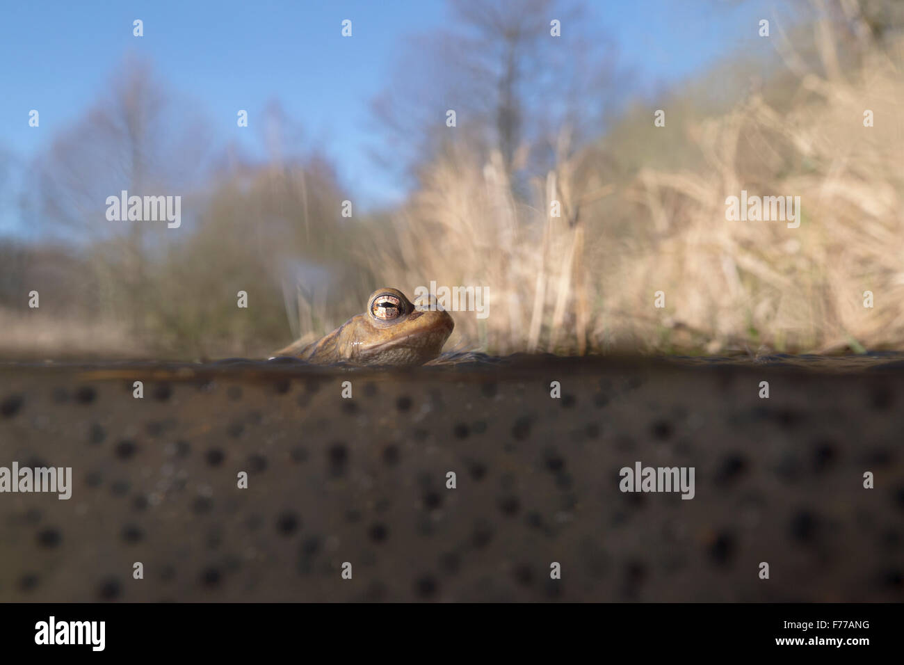 Crapaud commun / Erdkröte ( Bufo bufo ) assis sur Frogspawn, flotte sur la surface de l'eau, avec habitat naturel autour, écran partagé, faune, Europe. Banque D'Images
