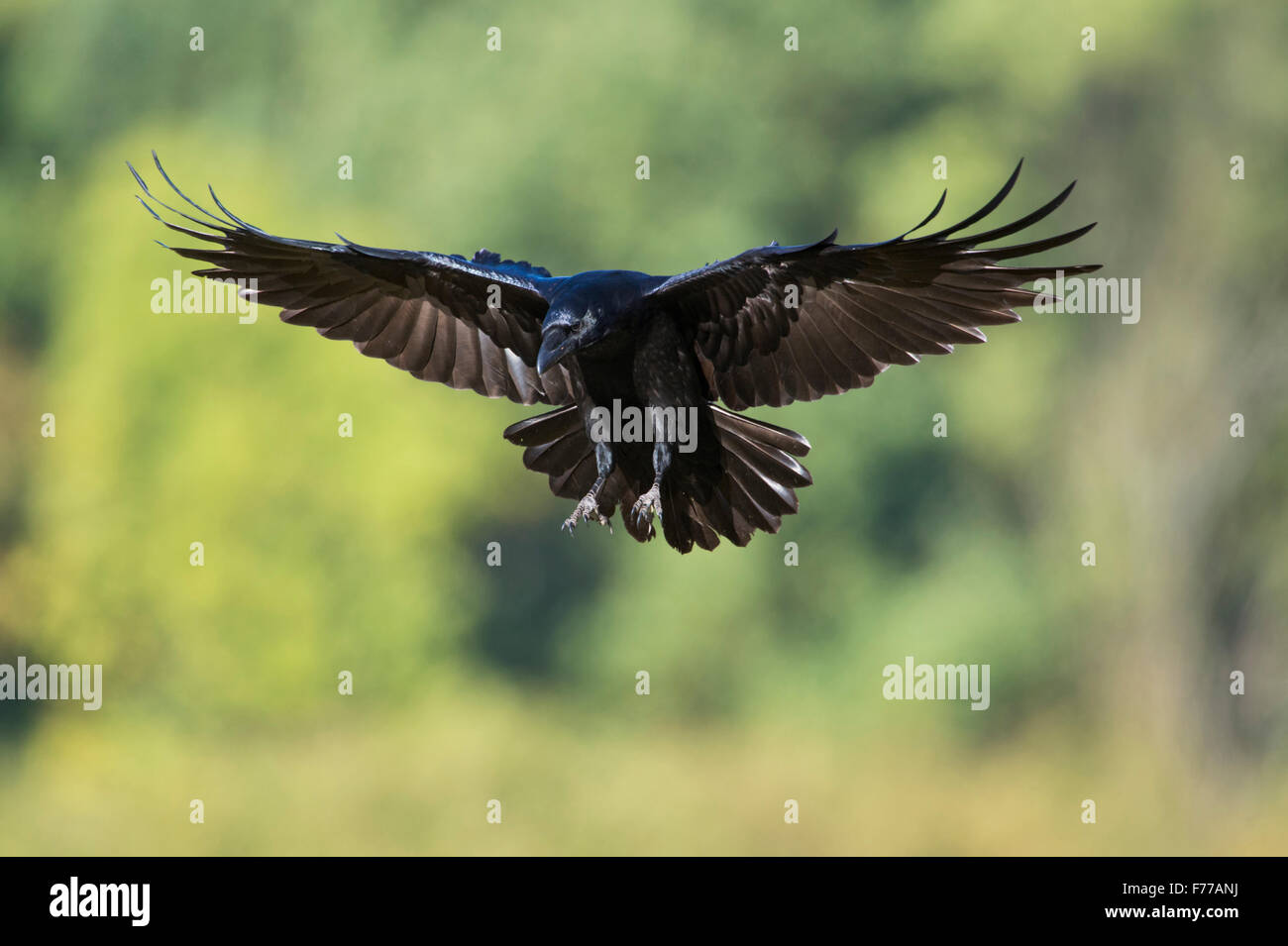 Grand Corbeau Corvus corax / Kolkrabe ( ) juste avant l'atterrissage, en face de bois verts brouillée. Banque D'Images