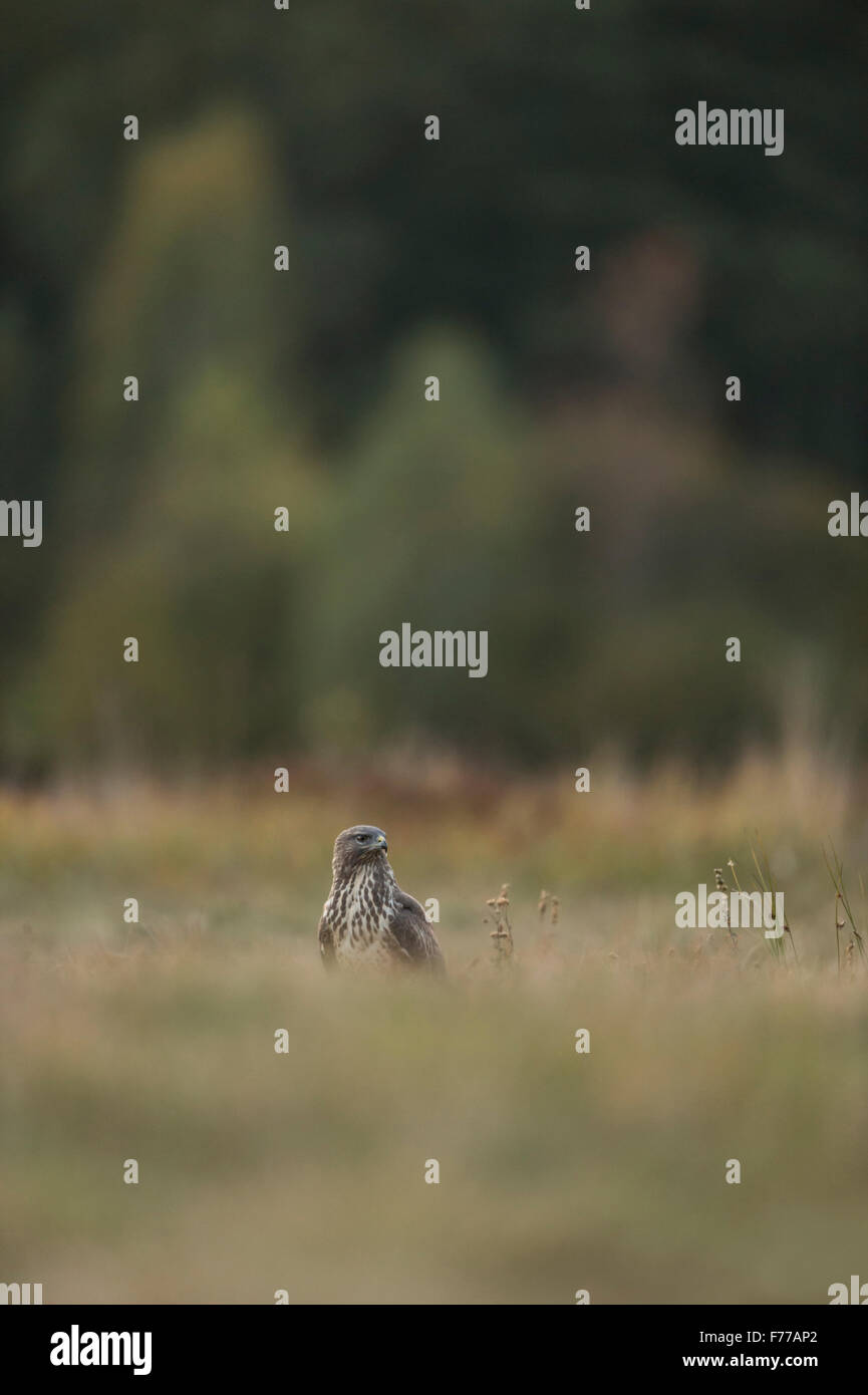 Buse variable / / Maeusebussard Buzzard (Buteo buteo ) est situé dans un pâturage, entouré de bois, regardant autour de lui. Banque D'Images